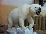 IMG 4917